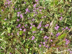 Trifolium cernuum