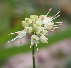 Allium ericetorum
