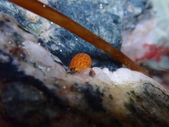 Littorina obtusata
