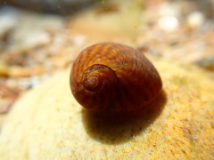Littorina obtusata