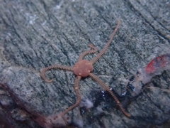 Amphipholis squamata