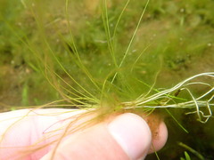 Juncus bulbosus