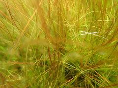 Juncus bulbosus