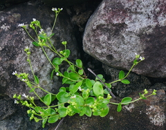Oldenlandia biflora