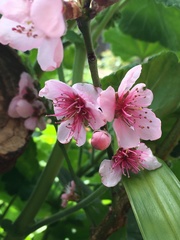 Prunus persica nucipersica