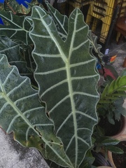 Alocasia amazonica