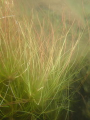 Juncus bulbosus
