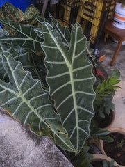 Alocasia amazonica