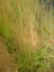 Juncus bulbosus