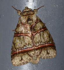 Eragisa antarorum