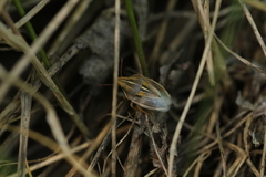 Aelia rostrata