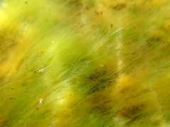 Ulothrix