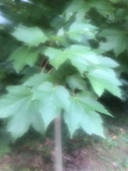 Acer rubrum