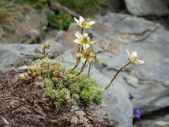 Saxifraga bryoides