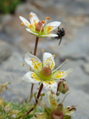 Saxifraga bryoides