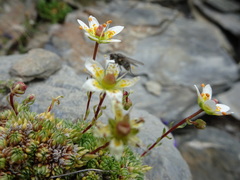 Saxifraga bryoides