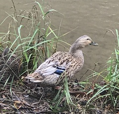 Anas platyrhynchos