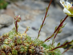 Saxifraga bryoides