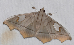 Midila lamia
