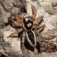 Jotus auripes