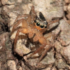 Jotus auripes