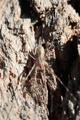 Tamopsis fickerti