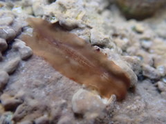 Leptoplanoidea