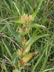 Gentiana cruciata cruciata