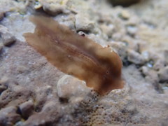 Leptoplanoidea
