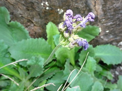 Primula latifolia