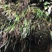 Schizaea rupestris - Photo (c) helen_y, μερικά δικαιώματα διατηρούνται (CC BY-NC), uploaded by helen_y