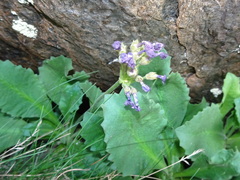 Primula latifolia