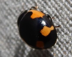 Ceratomegilla alpina