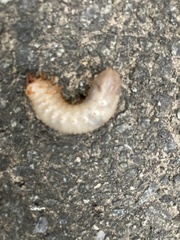 Dynastes tityus