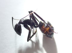 Camponotus natalensis