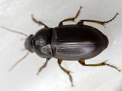 Harpalus serripes