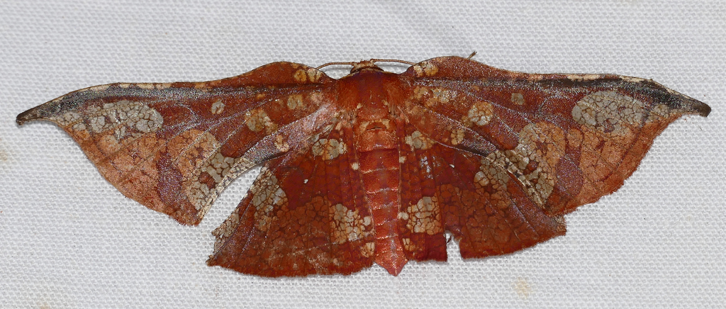 Belonoptera sanguinea