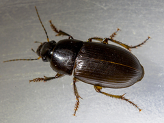 Harpalus serripes