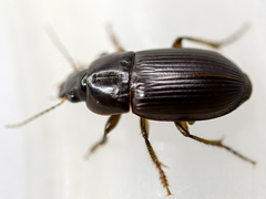 Harpalus serripes