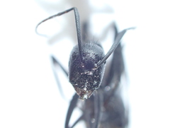 Camponotus natalensis