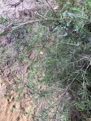 Baeckea linifolia