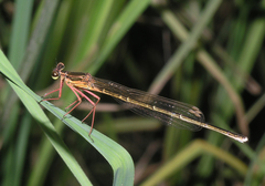 Pseudocopera rubripes