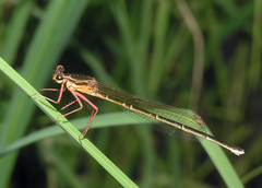 Pseudocopera rubripes