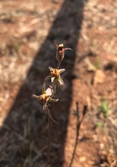Tulbaghia acutiloba