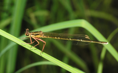 Pseudocopera rubripes