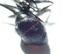 Camponotus natalensis
