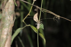 Acalolepta rusticatrix