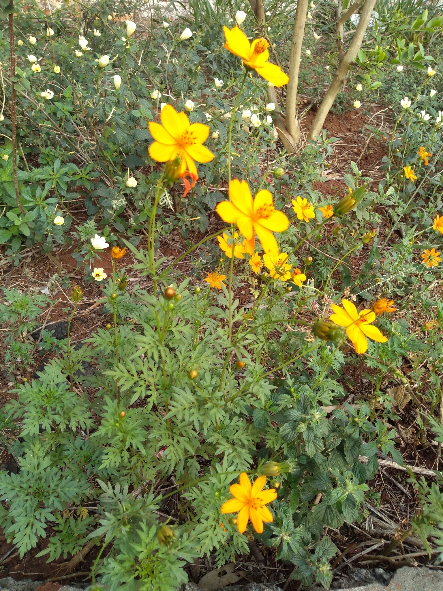 Cosmos sulphureus