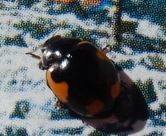 Ceratomegilla alpina