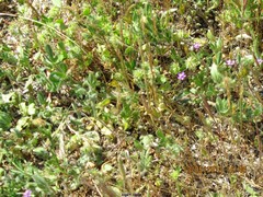 Trifolium cernuum